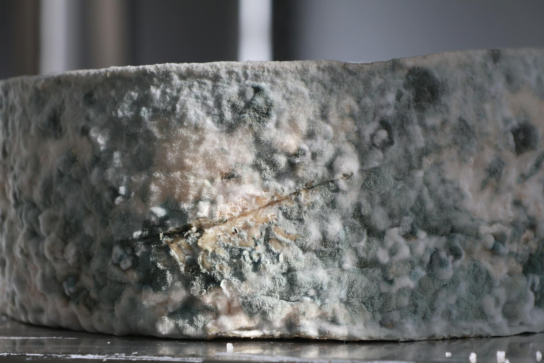 Professional Mold Removal And Testing In Lakeland — Lakeland